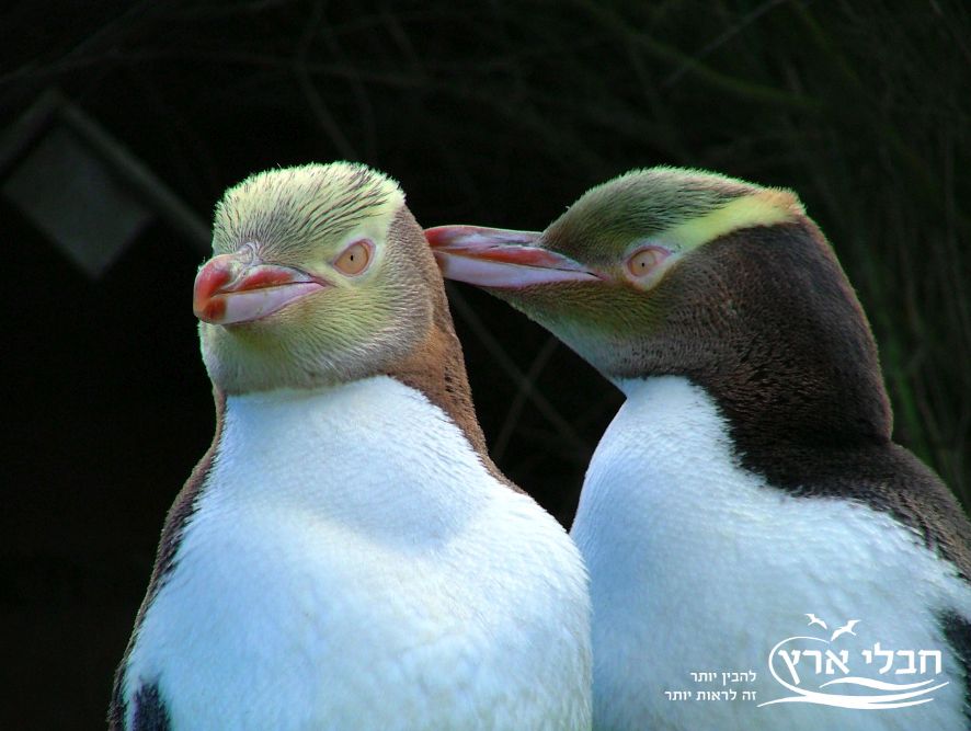 צמד פינגווינים צהובי עין | צילום: יוסי בן עמי, "חבלי ארץ"