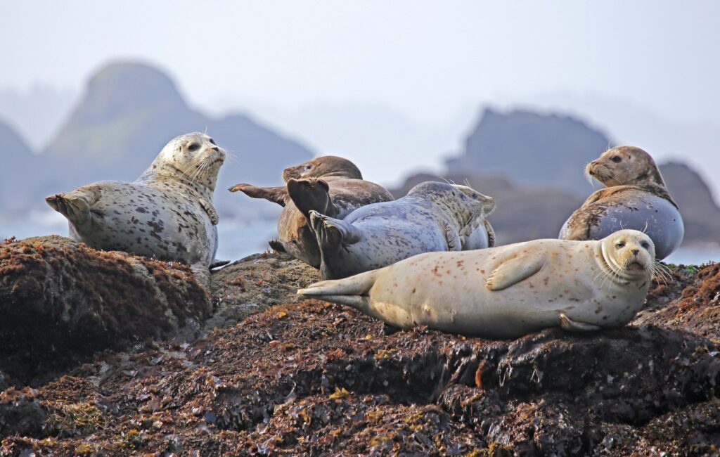 כלבי ים תופסים שמש בלגונת הקרחונים, איסלנד | חבלי ארץ