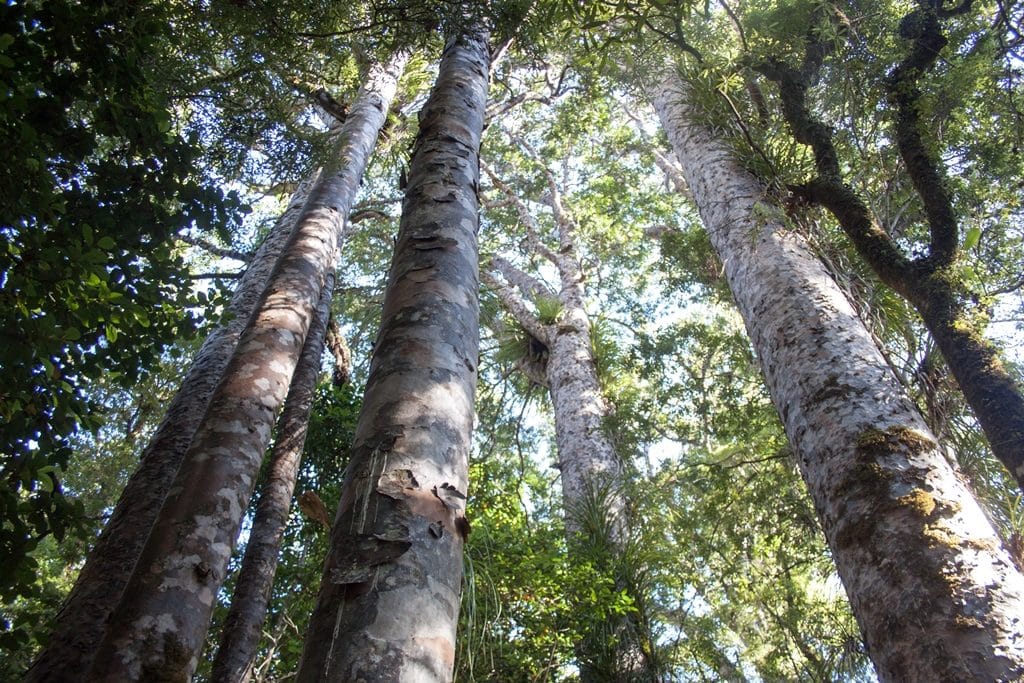יער קאורי, ניו זילנד 