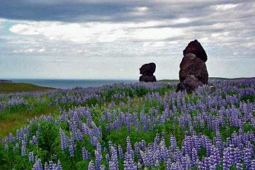 שדות התורמוס באיסלנד