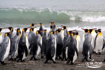 הפינגווין המלכותי – להיות או לחדול?