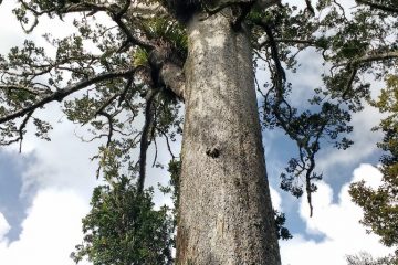 סיפורם של יערות הקאורי בניו זילנד